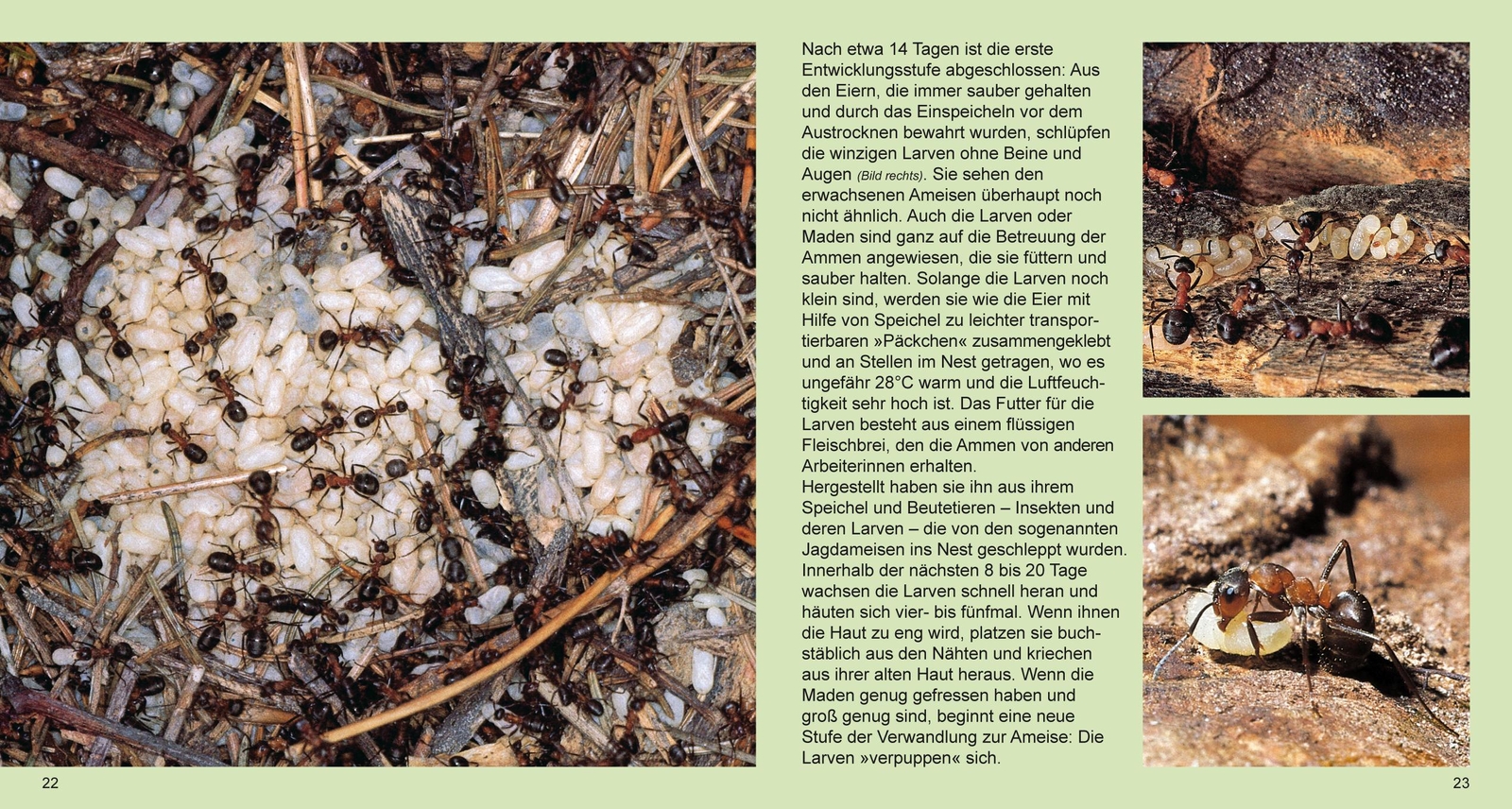 Thumbnail - Heiderose Fischer-nagel Der Ameisenstaat