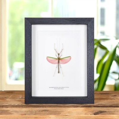 Taxidermie rosa asiatischer Stab Insektenrahmen (Marmessoidea quadriguttata)