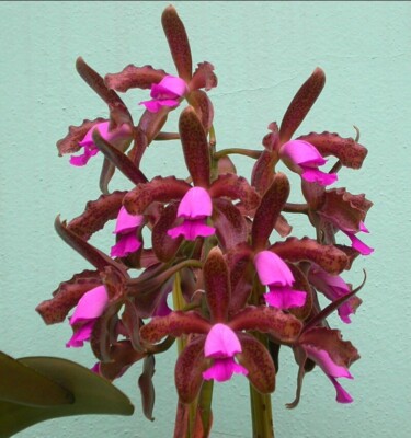 Cattleya tigrina Voodoo Child AM X Summer Voodoo HCC Fragrant Orchid NBS 9  Pot