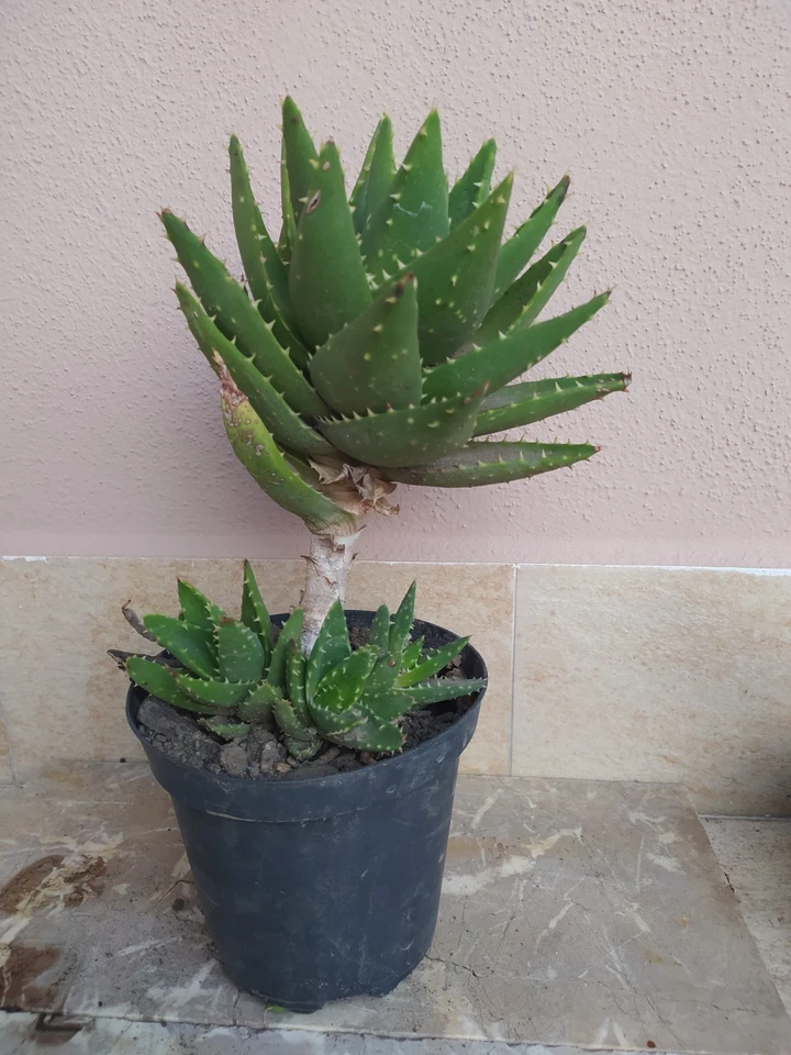 Aloe Brevifolia, Cactus, Succulenta, Pianta Grassa - Immagine 3 di 4