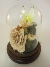  Glass Dome Cloche Display on Wood Glass Base Butterfly, Rose, Terrarium
