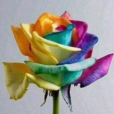 USA-Seller 50pcs Colorful Rainbow Rose Flower Seeds Home Garden Plants. 1 