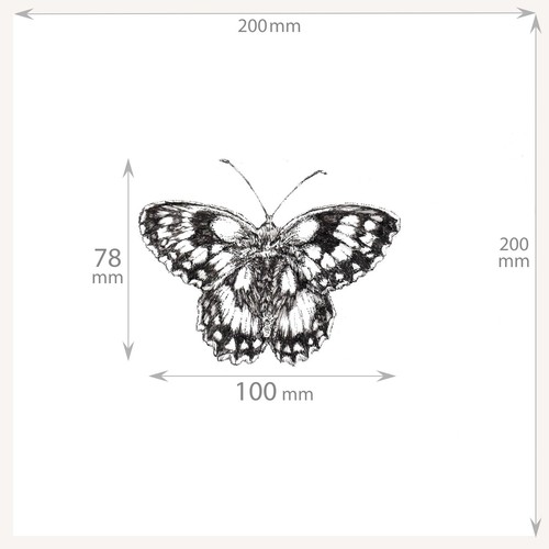 ORIGINAL Pen & Ink Drawing 200×200mm Marbled White (M) Butterfly by Mila Ansell - Picture 2 of 6