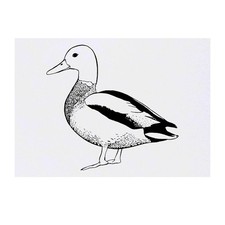 'Duck' Temporary Tattoos / Transfers TO00029746 
