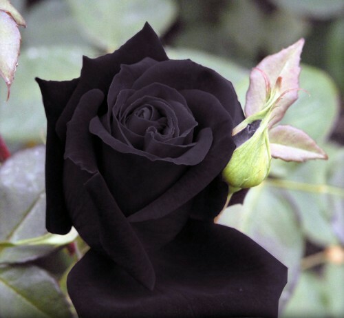 Semillas de Rosa Rosal NEGRA BLACK ROSE SEEDS flor color colour iphone sony - Imagen 7 de 9