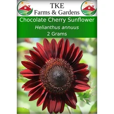 - Chocolate Cherry Sunflower Seeds for Planting, 50+ Heirloom Non-GMO Seeds, ...