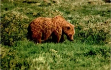 Mac's Foto Service, Grizzly Bear, Toklat, Alaska, C. P. Johnston Postcard