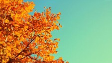 Landscape fall trees leaves colorful sky cyan background Custom Gaming Mat Desk