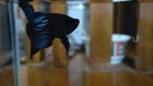 Video 1 von 1