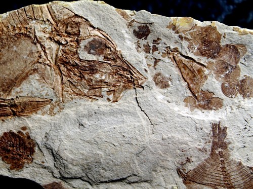 Capros radobojanus - Three Oligocene fossils fishes, Very nice specimen - Picture 5 of 6