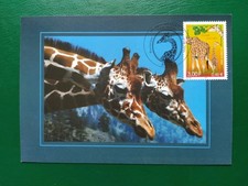 Carte Premier Jour Timbre Girafe réticulé N° 3333 Oblitéré Paris 2000