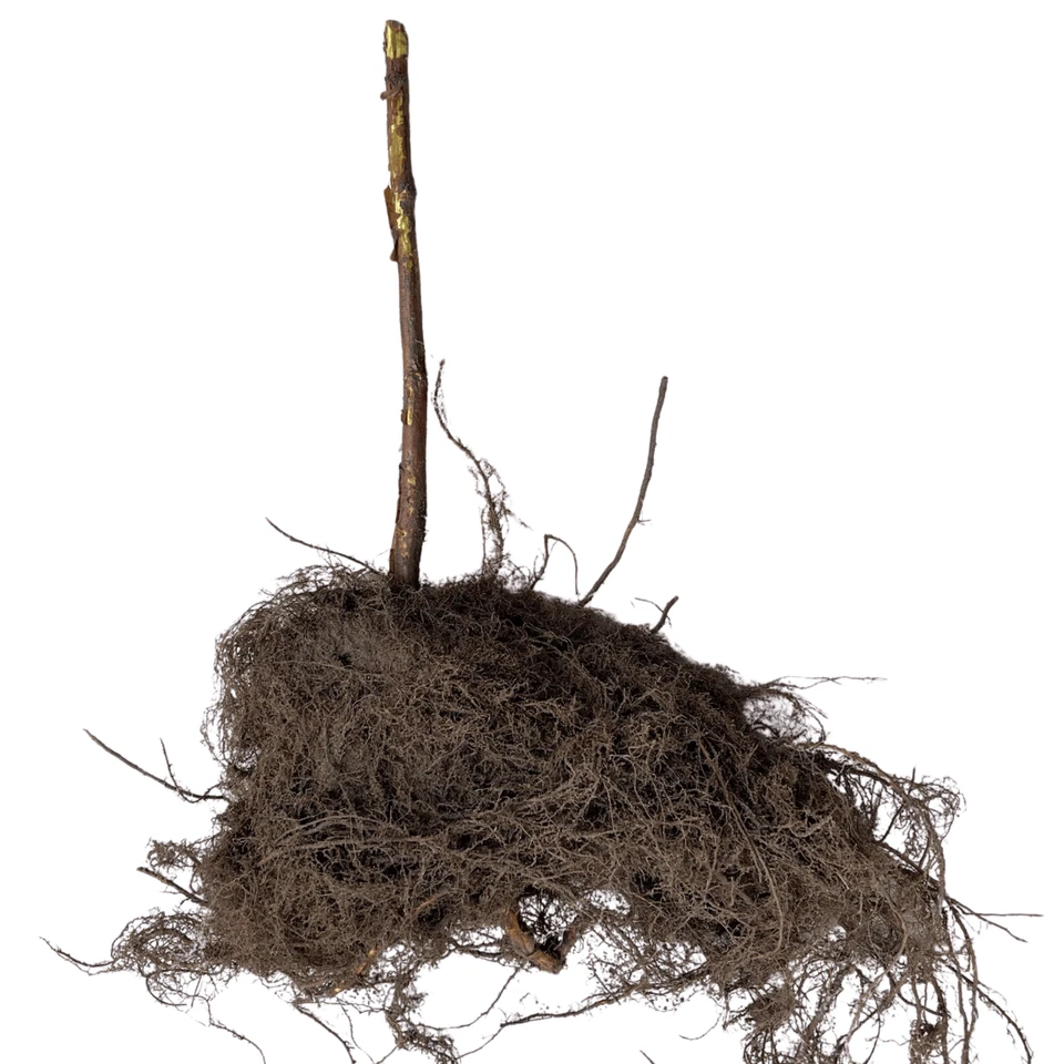 Hand Picked Nursery Double Gold Raspberry Canes – Bare Root, 1-Year-Old - Image 2 of 4