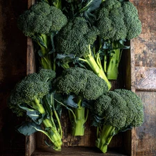 Di Cicco Broccoli Seeds – 200 Heirloom Italian Broccoli, Easy to Grow