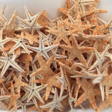 CARIBBEAN STARFISH SEA SHELL BEACH DECOR NAUTICAL TROPICAL REEF CRAFTS