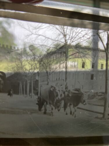 Oxen Slide Europe Negative Castle Likeness Background 20th Century Antique Slide