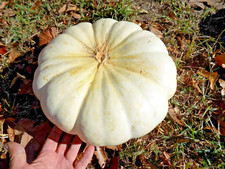 15 Flat White Boer Ford Pumpkin Seeds - Cucurbita Maxima