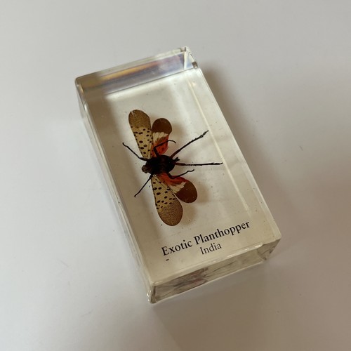Echte Käfer und Insekten Taxidermie exotische Planthopper Glas Harz Block - Bild 2 von 11