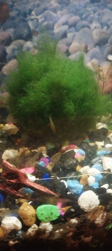 Massive 3 Inch Marimo Moss Ball 
