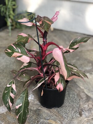 Pink Princess Philodendron Mutation VERY Rare Highly Variegated