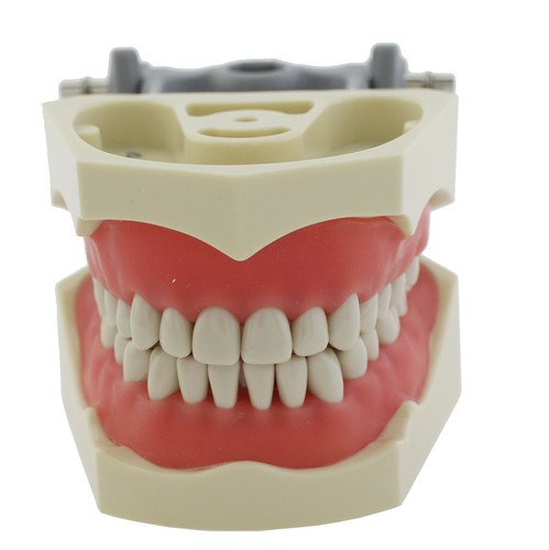 Poste de montaje modelo tipodonte dental Columbia Dentoform 860 32 piezas dientes extraíbles - Imagen 4 de 80