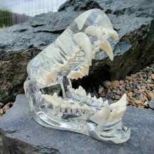 Transparent Dog Teeth, Anatomical Canine Clear Dental Model, Oddities