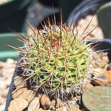Mammillaria Petrophila BARE ROOT