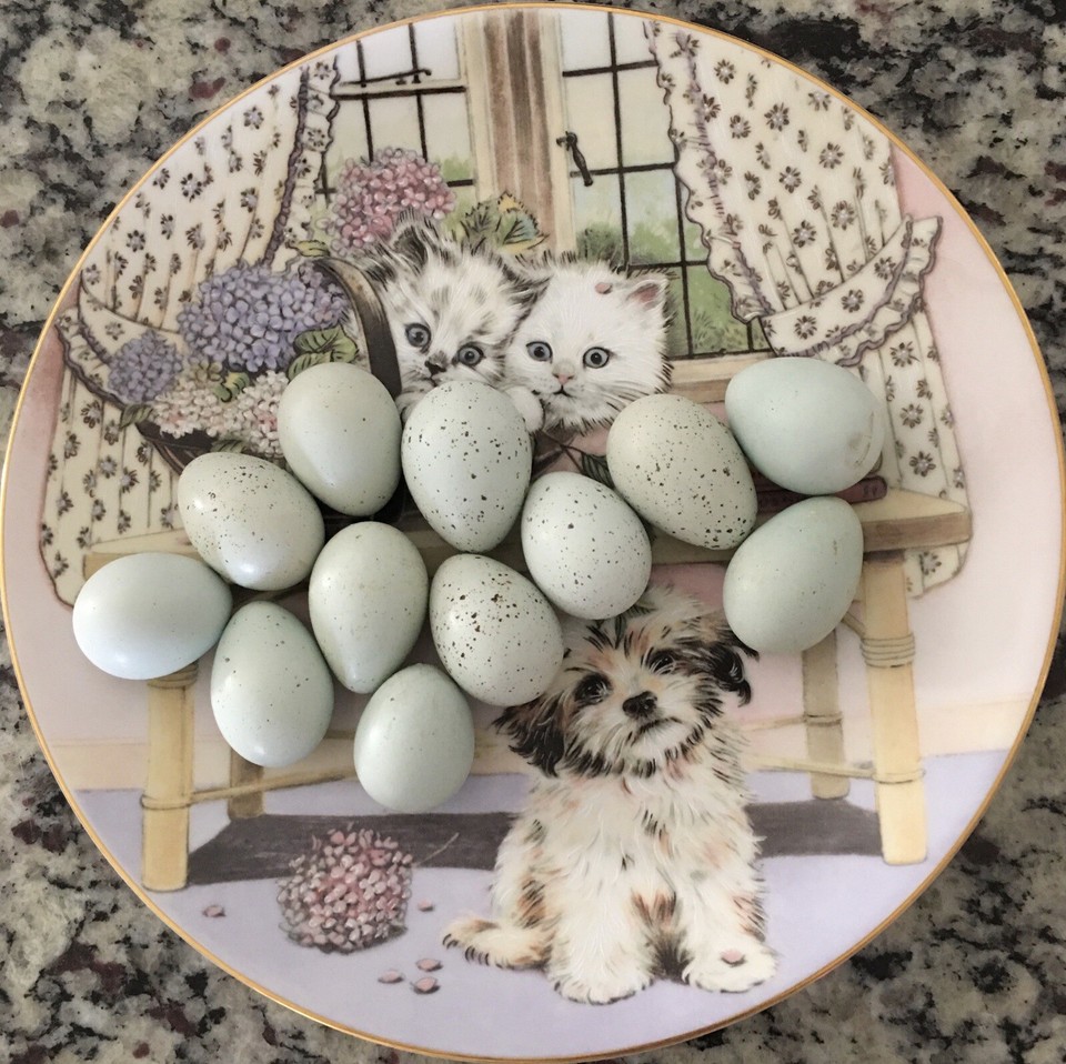 10 Celadon Blue Coturnix Quail Hatching Eggs eBay