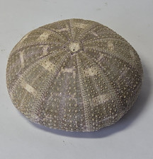 Ivory&Gray Sea Urchin Shell Seashell Ocean Sea Beach Decor 3.75"Diam 1.25"Deep