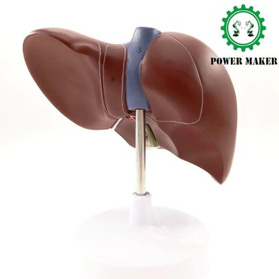 Human Liver Model Anatomy Hepatic Gallbladder Bile Duct Structure Model