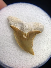 Unique Orange BV Hemipristis Fossil Shark Tooth Gem Tiger Meg Snaggletooth