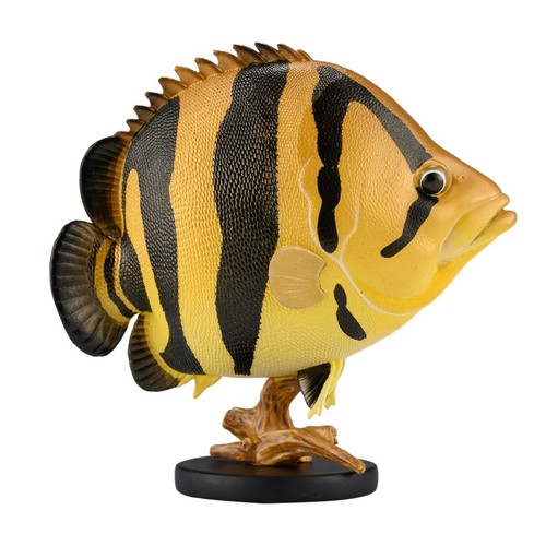 【In-Stock】 Animal Heavenly Body Siamese Tiger Fish Statue Datnioides pulcher - Picture 4 of 8
