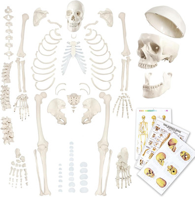 Evotech Disarticulated Human Skeleton Model for Anatomy 67 Inch High, Full Size