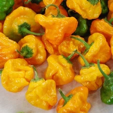 30+ YELLOW SCOTCH BONNET PEPPER SEEDS NON-GMO FRESH FOR YOUR GARDEN