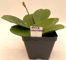 Hoya obovata Splash Leaves Fully Rooted Grown In 3.5" pot - Very Healthy!