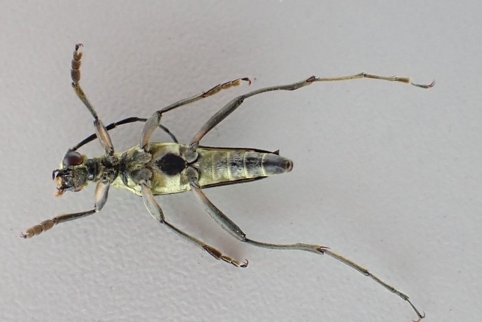 j23520. Insects, Cerambycidae sp. Vietnam, Lai Chau | eBay