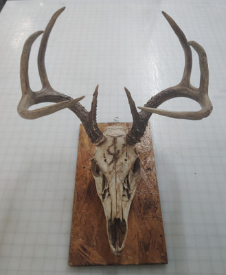 8 Point European Style Whitetail Deer Antlers/Horns/Sheds South Texas Natural