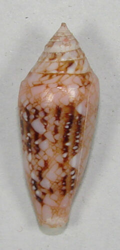 CONUS LEGATUS 28.11mm BEAUTIFUL RARE SPECIMEN Facpi Point, Guam