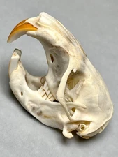 Genuine Real 1.75" Plains Pocket Gopher Skull Animal Rodent Bone Teeth Taxidermy
