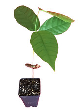 Rosso Theobroma Cacao Cacao Cioccolato Albero da Frutto Tropicale Pianta in Vaso 7-12"