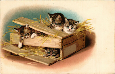 PC CATS, FOUR CATS PLAYING IN A BOX FULL OF HAY, Vintage Postcard (b46603)