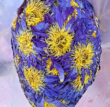 Dried Blue Lotus Flower Nymphaea Caerulea Natural Hand Picked Herbal Flowers