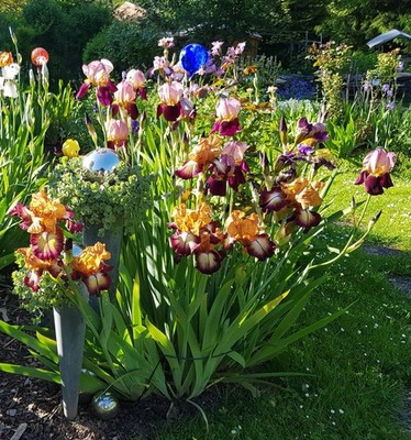 Schwertlilie, Iris Violett Turner