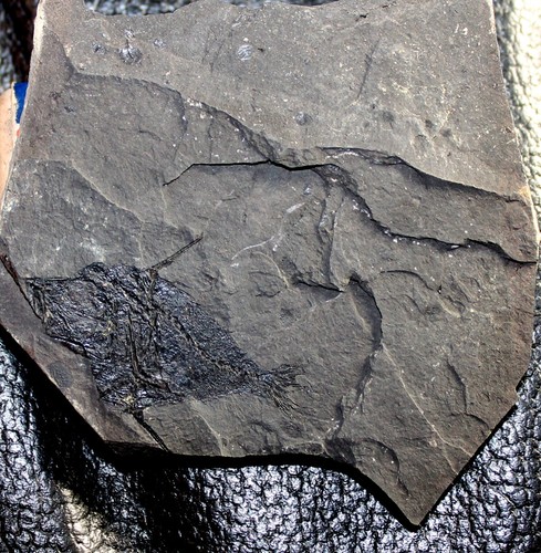 Carpathospinosus propheticus, sp.n. - Very rare Oligocene fossil fish - Picture 2 of 3