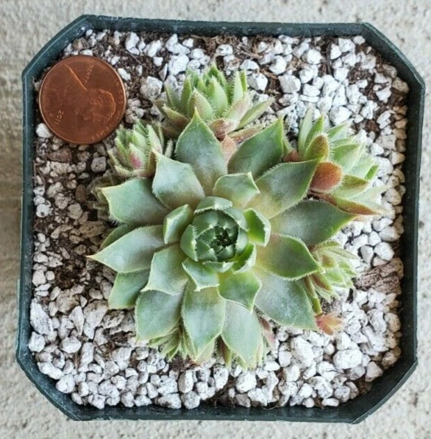 Succulent Sempervivum Irazu, Hen & Chicks, Cold Hardy, Live - Image 3 of 4