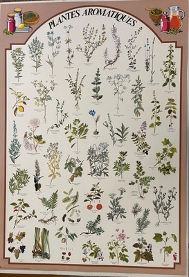 AROMATIC PLANTS & HERBS , RARE AUTHENTIC 1980 s EDUCATIONAL POSTER