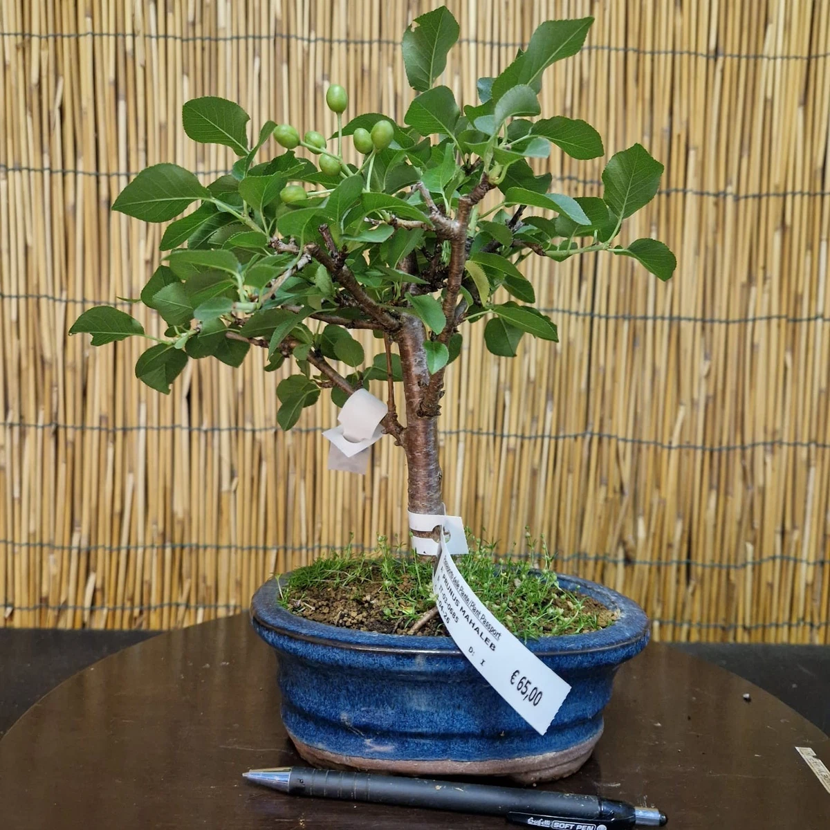 Bonsai ciliegio | Acquisti Online su eBay
