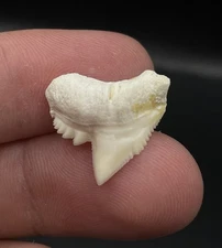 Unique Thick Modern 0.73” Tiger Shark Tooth from Scientific Study