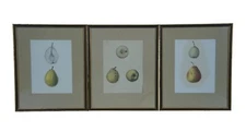 5 Antique German Ebenezer Emmons Pear Apple Fruit Lithograph Prints 15"
