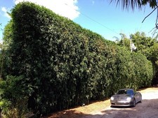 Seabreeze Bamboo - Bambusa malingensis **NON-INVASIVE, CLUMPING**