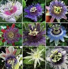 Y.P.B.’S RARE Passiflora Seed Mix Passionflower Passion Fruit Eatable